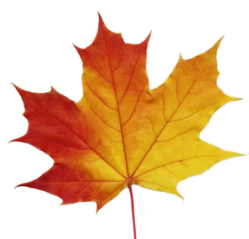 red-maple-leaf